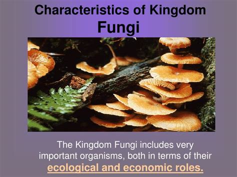 Ppt Characteristics Of Kingdom Fungi Powerpoint Presentation Free