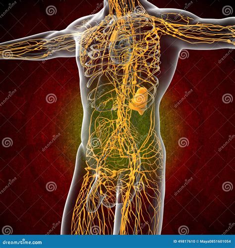 Male Lymphatic System With Skeleton Royalty Free Cartoon