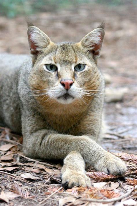 Jungle Cat Asia Chausie Cat Wild Cats Small Wild Cats