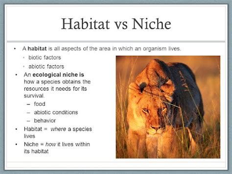 African Savanna Abiotic Factors Pets Lovers