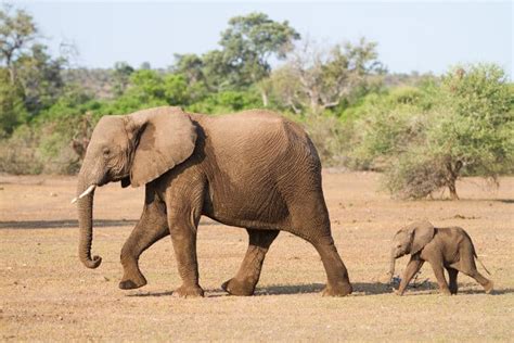How Much Does a Baby Elephant Weigh? More Than the Average Human
