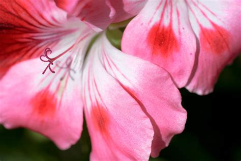 Pink Flower Close Up Free Stock Photo Freeimages