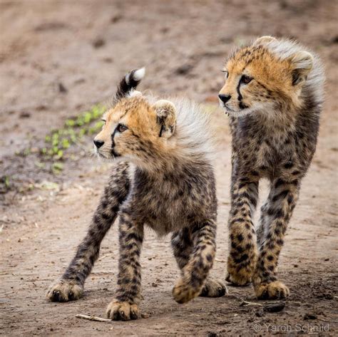 Cheetah African Savanna Animals Pets Lovers
