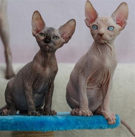 The Egyptian Sphynx Cat Breed Animals Home