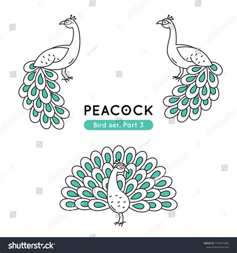 Set Doodle Peacocks Various Poses Collection Stock Vector Royalty Free