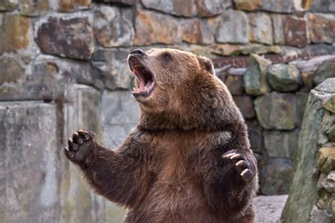 Angry Bear Growling In Rage Represents Affirmations For Anger