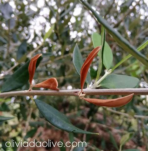 Olive Tree Leaves Turning Brown Reasons Treatment Prevention