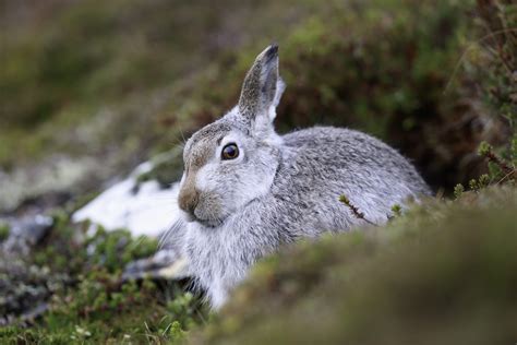 Mountain Hares Gain Special Protection In Scotland