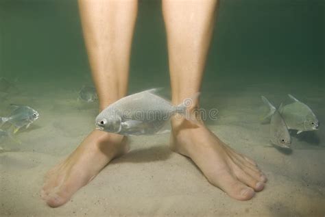 Feet And Fish Stock Image Image Of Saltwater White Green 6712191