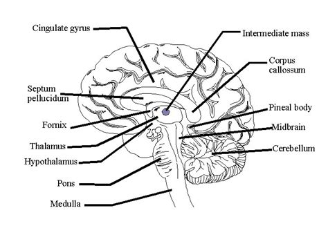 Worksheets are whats in your brain, whats your brain doing, a piece. Diagram Of A Labeled Brain: Diagram Of A Labeled Brain