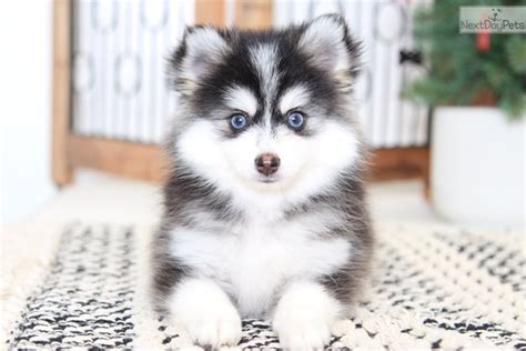 Cavalier puppy for sale in south florida. Nakita: Pomsky puppy for sale near Ft Myers / SW Florida ...