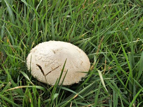 Nord Carolina Boletus Edulis Wild Mushrooms Stockbild Bild Von Nord