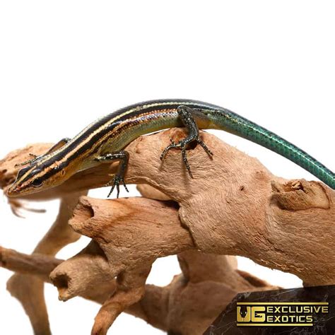 Pacific Blue Tailed Skinks For Sale Underground Reptiles