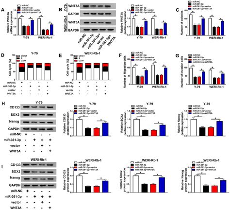 Overexpression Of Wnt A Reversed Mir P Induced The Effects On