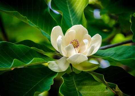 Magnoliales Definition Taxonomy Morphology Evolution And Facts