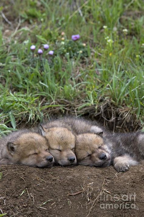 Sleeping Wolf Cubs By Jean Louis Klein And Marie Luce Hubert Baby