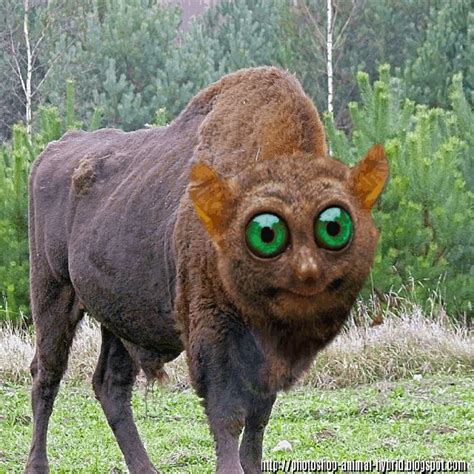 Funny Photoshopped Animal Hybrids Mazing Animals Hybrid Born In The