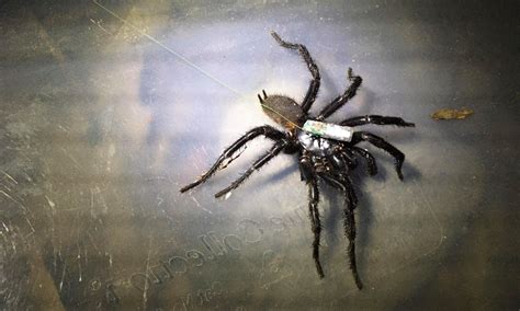 Scientists Are Attaching Trackers To Funnel Web Spiders This Is Why