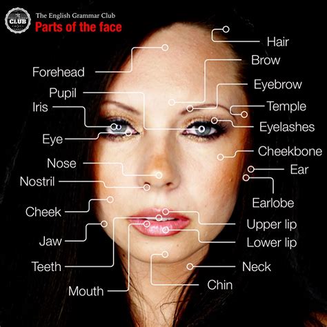 Parts Of The Face Useful Face Parts Names With Pictures