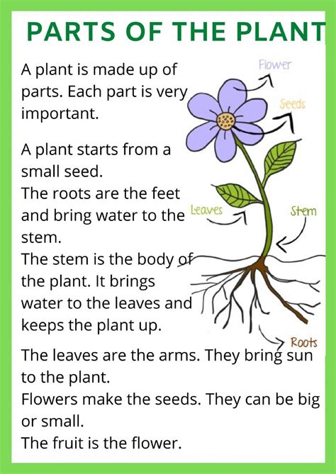 Parts Of The Plant Interactive Worksheet For 1st Grade Artofit