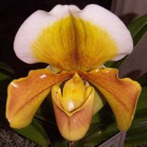 Wardii comes from the jungles of burma and southwestern china. About Orchids: Basic Orchid Care for Beginners - Paphiopedilum