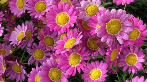 Find the best beautiful wallpapers for mobile phone on getwallpapers. Plants Beautiful Flowers Pink Marguerite Daisy Hd ...