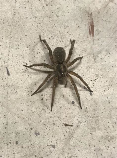 Giant Spiders In Texas Wolf Spider