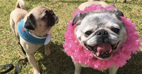 Girl Gives Birthday Surprise Of 100 Pugs To Brother With Autism