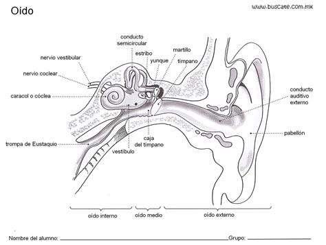 Esquema Del Oído Con Los Nombres De Sus Partes Anatomía Humana