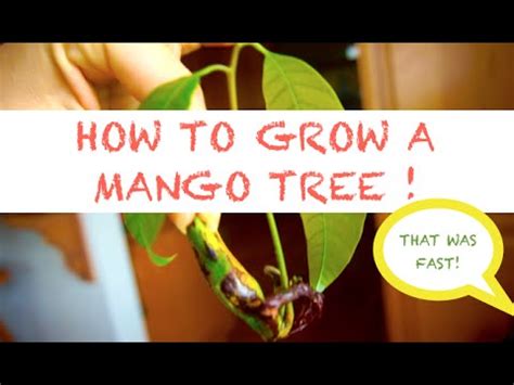 Mangifera indica is an attractive evergreen with a broad, dense crown that casts deep shade. Grow a mango tree from seed 🥭 🌱 - YouTube