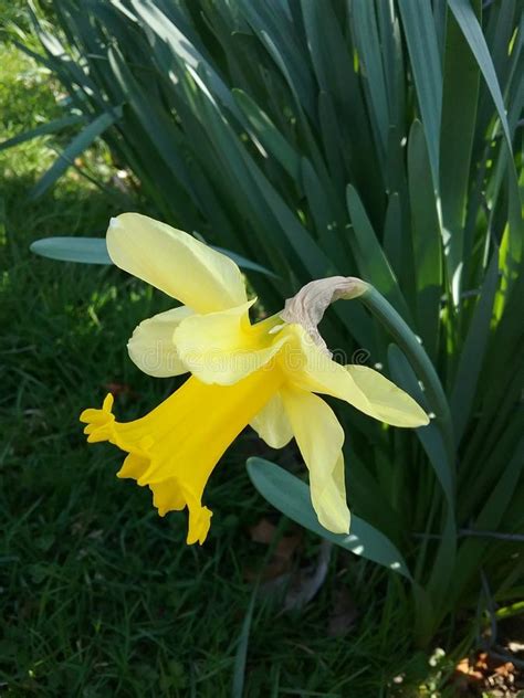 Easter Lily Stock Image Image Of Easter Spring Daffodil 69123941
