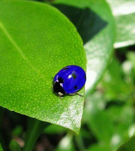 Metallic Blue Ladybug