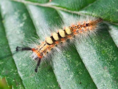 But according to experts, there is no truth to this at all. Be on the lookout for tussock moth caterpillars - News ...