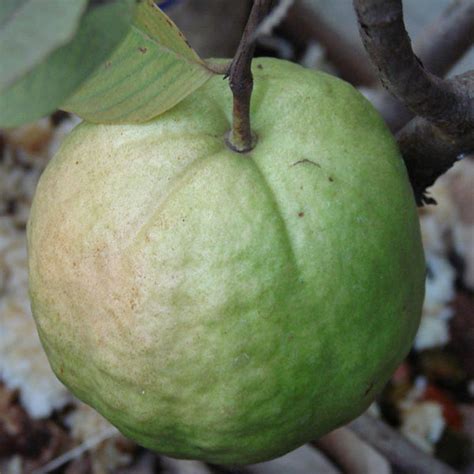 Guava Kg Guava Fruit Plants And Tree Exotic Space
