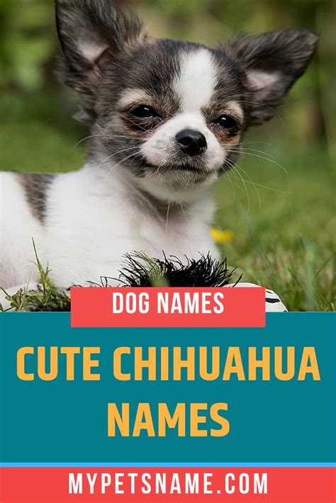Cute Chihuahua Names Chihuahua Names Chihuahua Names Boys Cute