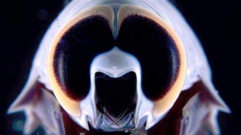 Slideshows Deep Sea Creatures Sea Creatures Deep Sea
