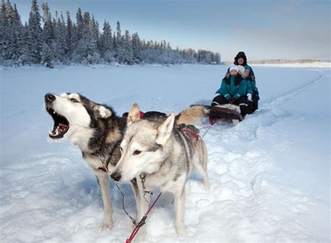 Dog Sledding In Sweden Places Id Like To Go Pinterest