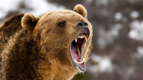 Bear Growls As Financials Weaken Further Europe Also Weighs Stock