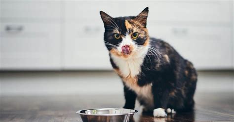 10 Reasons Why Is My Cat Always Hungry Understanding Feline Appetite