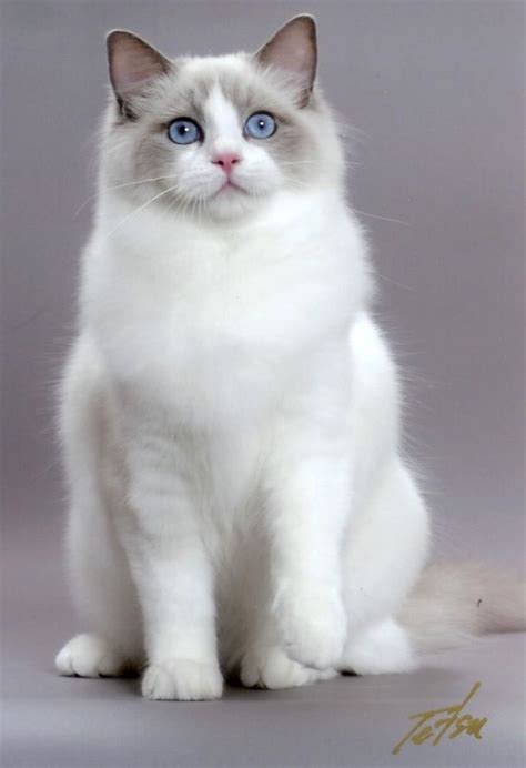 White Himalaya Ragdoll Kitty Look At That Beautiful Face