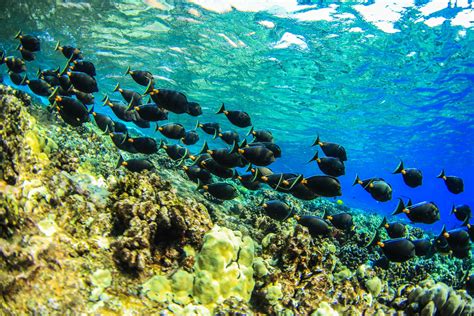 Maui Snorkeling Guide Olowalu Reef — Trilogy Captains Log