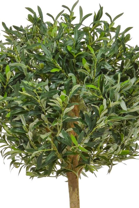 Check spelling or type a new query. Buy our Artificial Olive Trees - Stunning Quality + Highly ...