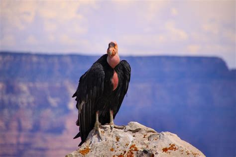 The California Condor Snsh