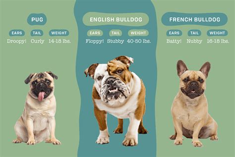 Differences Between A Pug Vs French Bulldog Vs English Bulldog