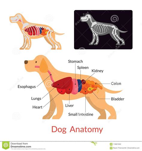 Anatomía Del Perro órganos Internos Ilustración Del Vector