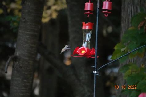 ebird checklist 18 oct 2022 stakeout rufous hummingbird 602 rumson limited access 2022