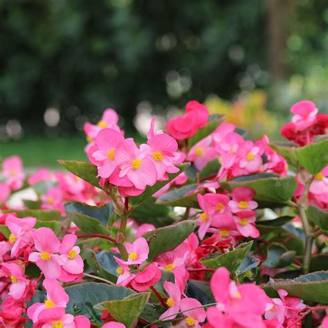 Shop our vast selection of products and best online deals. Beautiful Annual Shade Plants | Shade annuals, Rose like ...