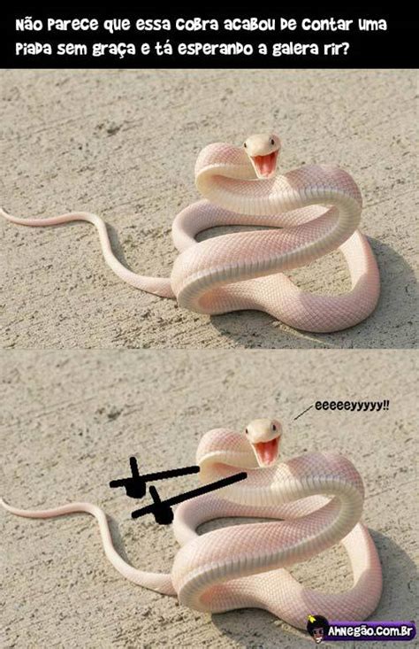 Cobra Meme Subido Por Bbrandao33 Memedroid