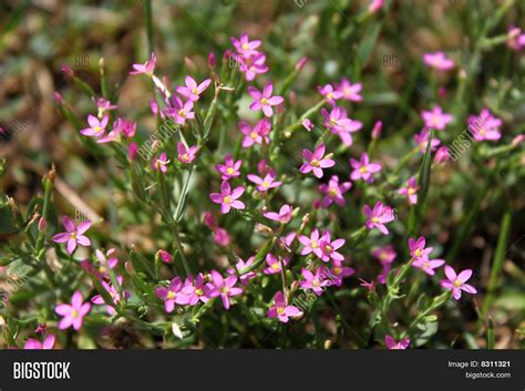 Tiny Pink Wild Flowers Image And Photo Free Trial Bigstock
