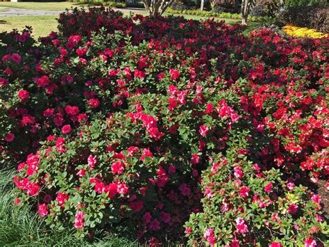 Work the soil down three or four inches. encore azalea 'coral' | Shade loving shrubs, Plants, Best ...
